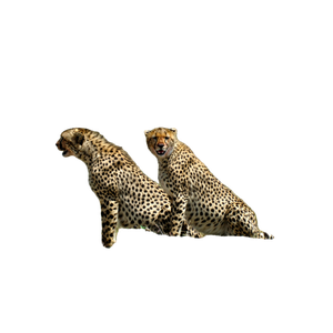 Two Cheetahs Resting In The Open Kenyan Savannah, Showcasing Their Natural Habitat. 15339 - Cat PNG image with transparent background